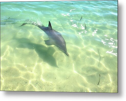 Mad About Wa Metal Print featuring the photograph Samu 3 , Monkey Mia, Shark Bay by Dave Catley