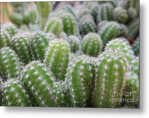 Plant Metal Print featuring the photograph Cactus by Julie Alison