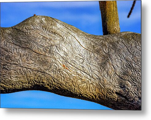 Worm Wood Metal Print featuring the photograph Worm Wood by Tommy Farnsworth