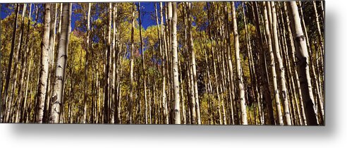 Photography Metal Print featuring the photograph Aspen Trees In Autumn, Colorado, Usa #3 by Panoramic Images
