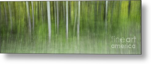 Spring Metal Print featuring the photograph Aspen Grove by Priska Wettstein