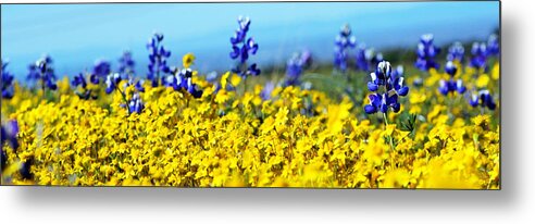 Blue Metal Print featuring the photograph Blue and Yellow Wildflowers by Holly Blunkall