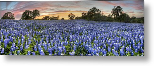 Bluebonnet Images Metal Print featuring the photograph Bluebonnet Panorama from San Saba County at Sunset by Rob Greebon