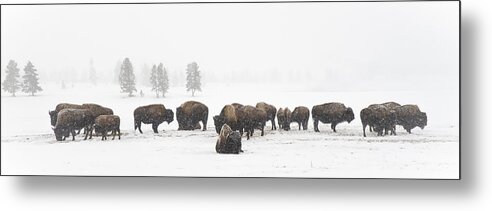 Yellowstone Metal Print featuring the photograph Buffalo Herd in Snow by Bill Cubitt