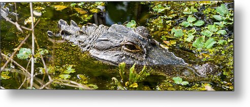 Alligator Metal Print featuring the photograph Eye of the Alligator by Ed Gleichman