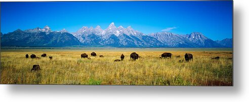 Photography Metal Print featuring the photograph Field Of Bison With Mountains by Panoramic Images