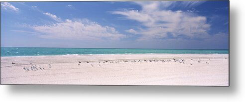 Photography Metal Print featuring the photograph Flock Of Seagulls On The Beach, Lido by Panoramic Images