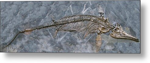 Fossil Metal Print featuring the photograph Ichthyosaur Fossil by Sinclair Stammers/science Photo Library