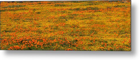 Poppies Metal Print featuring the photograph Poppies by Andre Aleksis
