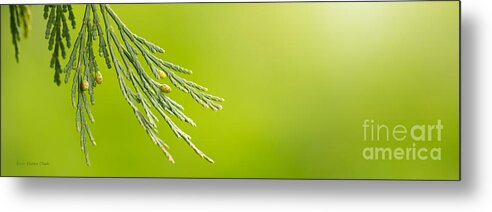 Bokeh Metal Print featuring the photograph Resolve by Beve Brown-Clark Photography