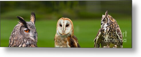 Barn Metal Print featuring the photograph Three Wise Owls by Les Palenik