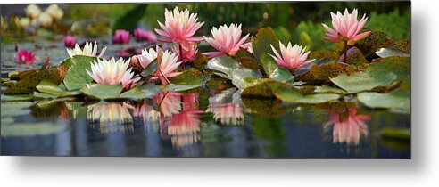 Water Lily Metal Print featuring the photograph Water Lily Profusion by Leda Robertson