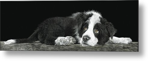 Border Collie Metal Print featuring the drawing Tell Me More About Sheep by Ann Ranlett