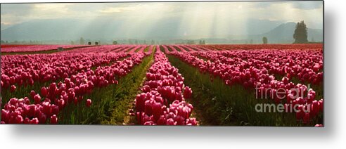 Tulip Metal Print featuring the photograph Dappled in Light by Beve Brown-Clark Photography