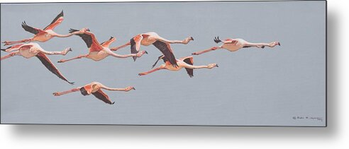 Wildlife Paintings Metal Print featuring the painting Flamingos in Flight by Alan M Hunt