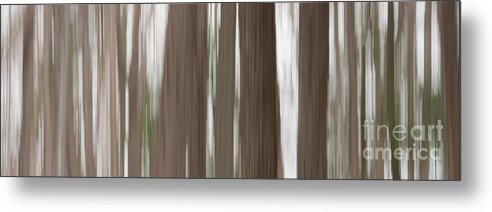 Trees Metal Print featuring the photograph Hemlock Grove by Phil Spitze