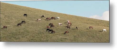 Horses Metal Print featuring the photograph Horses On The Hill by D K Wall