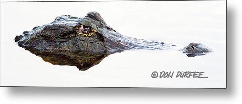 Alligator Gator Reptile Eyes Nose Snout Stare Predator Nature Water Swamp Everglades loxahatchee National Wildlife Preserve arthur Marshall Wildlife Preserve Florida♠ Metal Print featuring the photograph Just Looking by Don Durfee