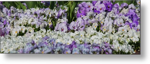 Pansies Metal Print featuring the photograph Pansies panel by Agnes Caruso
