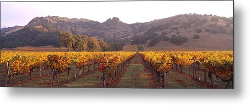 Photography Metal Print featuring the photograph Stags Leap Wine Cellars Napa by Panoramic Images