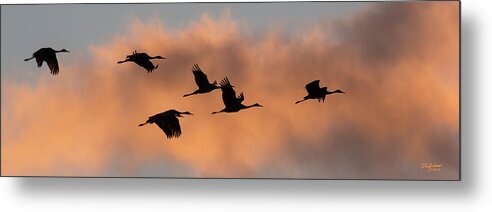 Sunset Metal Print featuring the photograph Sunset Sandhill's by Don Anderson