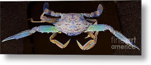 Surrealistic Metal Print featuring the photograph Surreal Crab. Exclusive Original stock Surreal and Abstract Photo Art digital download. by Geoff Childs