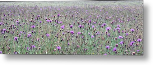 Thistles Metal Print featuring the photograph Thistles by Laura Hol Art