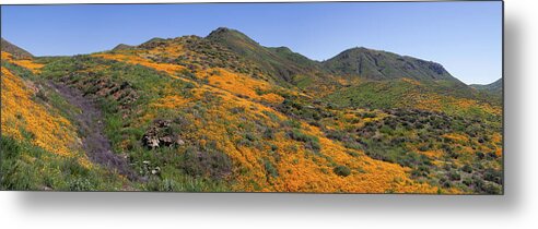 Poppies Metal Print featuring the photograph Wildflower Panoramic by Cliff Wassmann