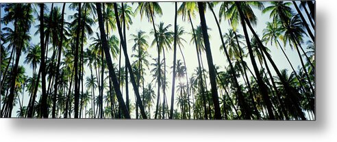 Photography Metal Print featuring the photograph Low Angle View Of Coconut Palm Trees by Panoramic Images