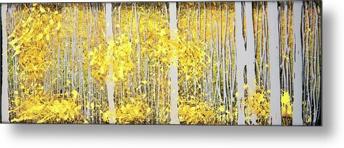 Trees Metal Print featuring the photograph Panor Aspens Grey Forest by Roderick E. Stevens