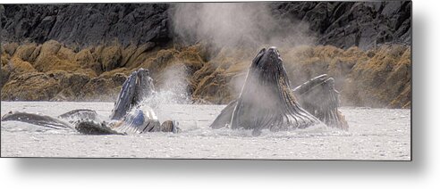 Whales Metal Print featuring the photograph Cruising the Shoreline by Michael Rauwolf