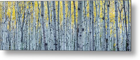 Aspen Metal Print featuring the photograph Forest of aspen trees in Autumn by Pierre Leclerc Photography