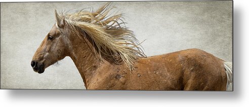 Wild Horses Metal Print featuring the photograph Palomino Beauty by Mary Hone
