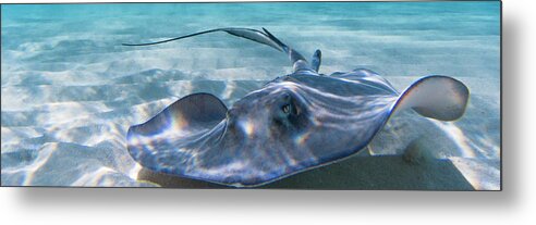 Ray Metal Print featuring the photograph Reflections on a Southern Ray by Lynne Browne