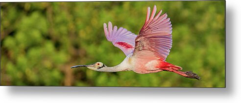 Roseate Spoonbill Metal Print featuring the photograph RSB in flight #1 by RD Allen