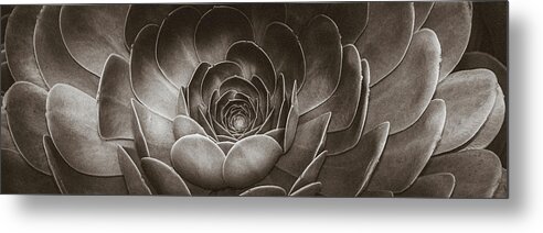 Zen Metal Print featuring the photograph Santa Barbara Succulent#14 by Jennifer Wright