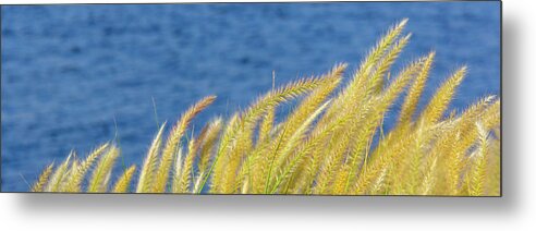 Blue Metal Print featuring the photograph Seaside Grasses by SR Green