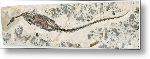 Mesosaurus Brasiliensis Metal Print featuring the photograph Freshwater Dinosaur Fossil by Pascal Goetgheluck/science Photo Library