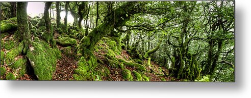 Forest Metal Print featuring the photograph The Elven forest No2 Wide by Weston Westmoreland