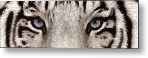 Tiger Metal Print featuring the painting White Tiger Eyes by Rachel Stribbling