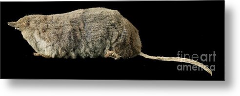 Mammal Metal Print featuring the photograph Eurasian Water Shrew #1 by Natural History Museum, London/science Photo Library