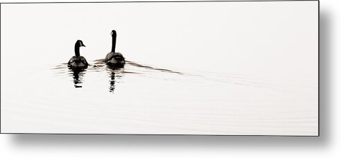 Geese Swimming On Water Metal Print featuring the photograph Zen Geese #1 by Bob Coates