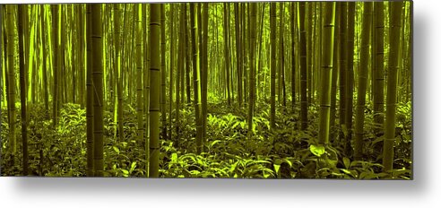 Bamboo Metal Print featuring the photograph Bamboo Forest Twilight by David Dehner