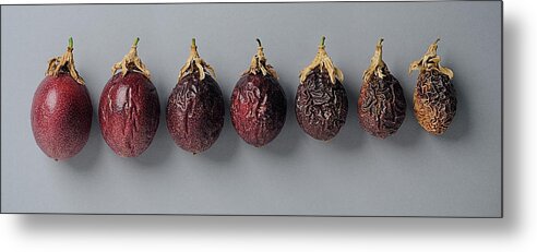 Panoramic Metal Print featuring the photograph Granadillapassion Fruit - Ageing by David Malan