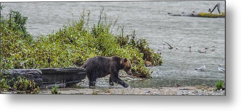 Grizzly Bear Metal Print featuring the photograph Grizzly Bear Late September 4 by Roxy Hurtubise