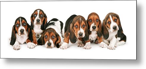 Pets Metal Print featuring the photograph Litter of Basset Hound Puppies by Good Focused