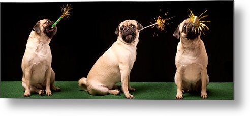 Pets Metal Print featuring the photograph New Years Eve celebration by DarrensProFotos