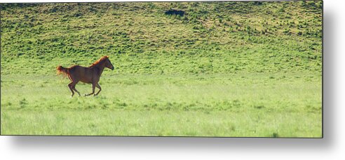 Alkali Creek Metal Print featuring the photograph Runaway Colt Panorama by Mary Lee Dereske