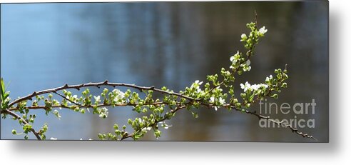 Flowers Metal Print featuring the photograph Stems of Spring by Anita Adams