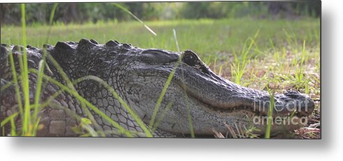 Alligator Metal Print featuring the photograph Surprise by Dodie Ulery